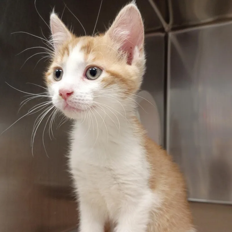 A baby small-sized male Orange / Red Domestic Short Hair cat named Moe for adoption in Greenville, SC