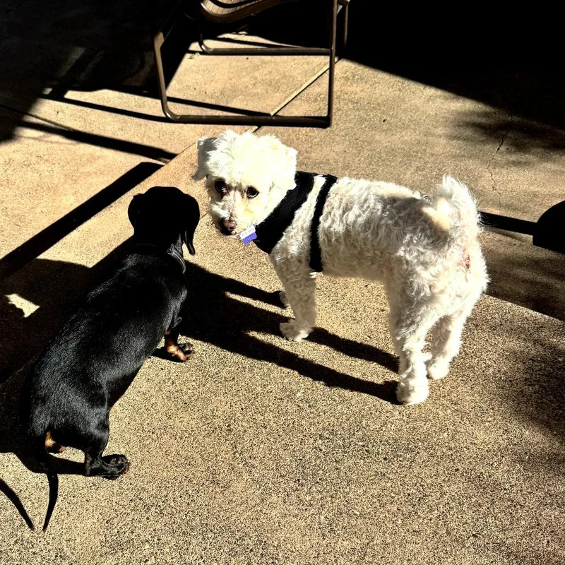 A senior small-sized male White / Cream Poodle dog named Jack Jack for adoption in San Francisco, CA
