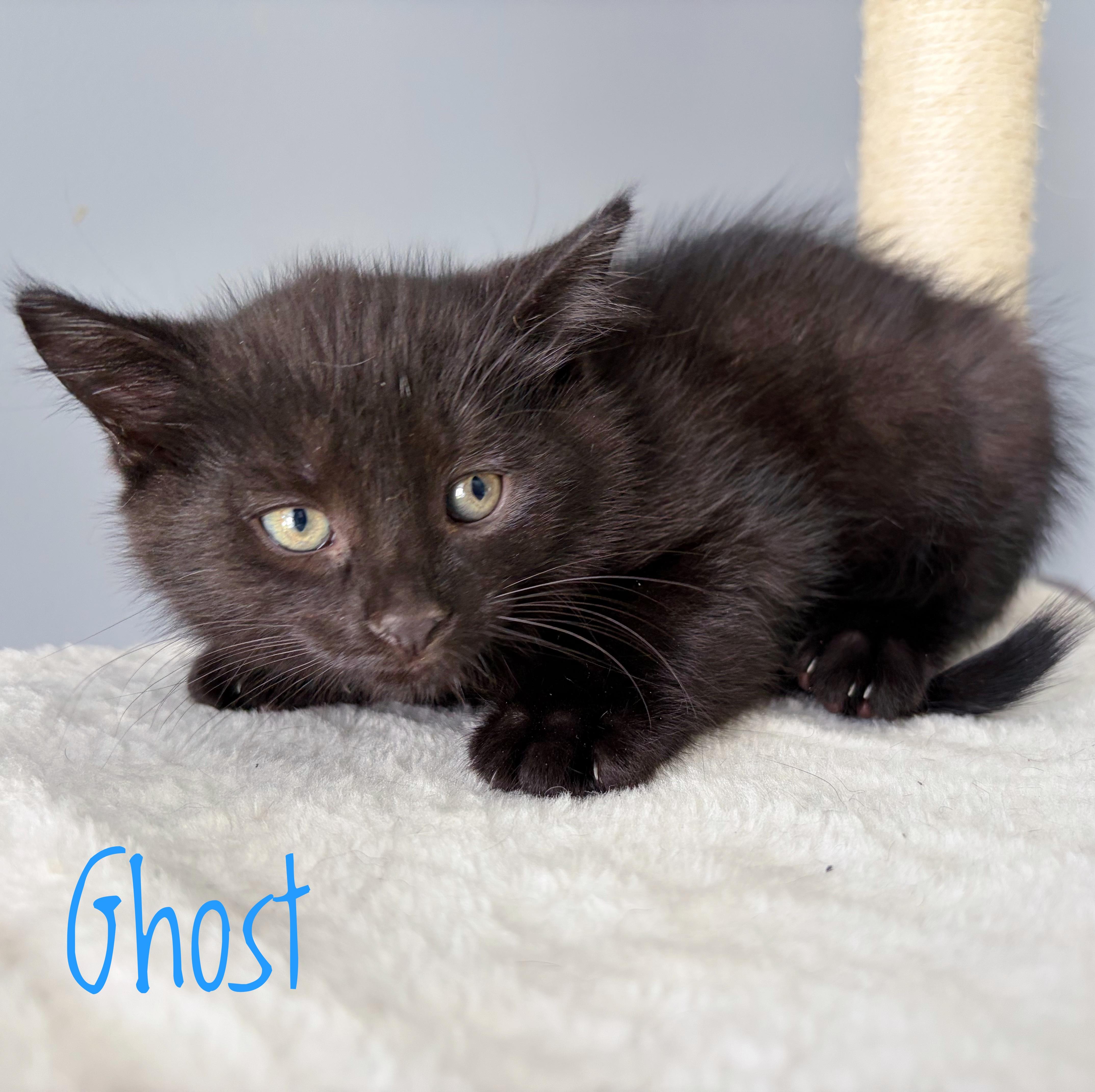 A baby medium-sized male Black Domestic Short Hair cat named Ghost for adoption in Bethel, OH