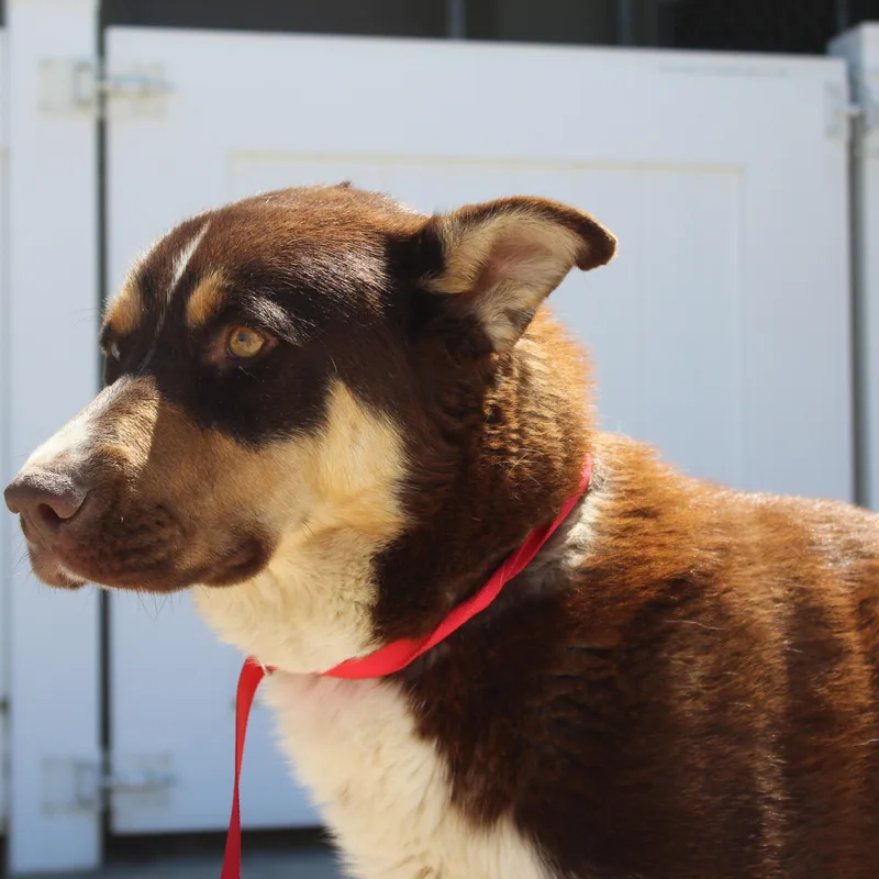 An adult large-sized male Brown / Chocolate Husky dog named Brownie for adoption in Yucca Valley, CA