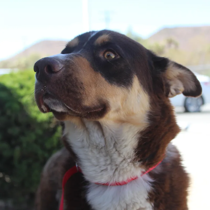 Brownie thumbnail 2