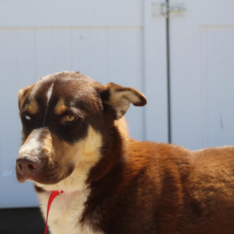 Brownie thumbnail 3