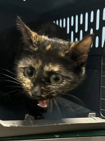 Luna $