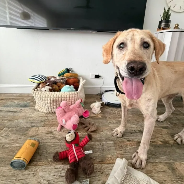 A senior large-sized male Golden Labrador Retriever dog named Glen for adoption in Lauderhill, FL