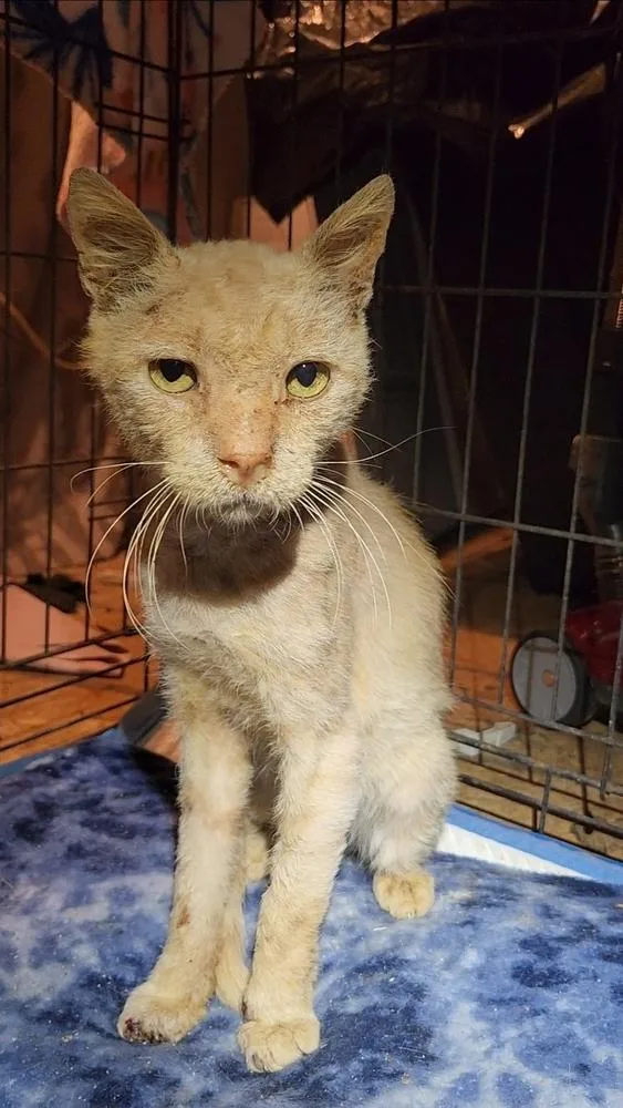 Monty Fka Pumpkin thumbnail 2