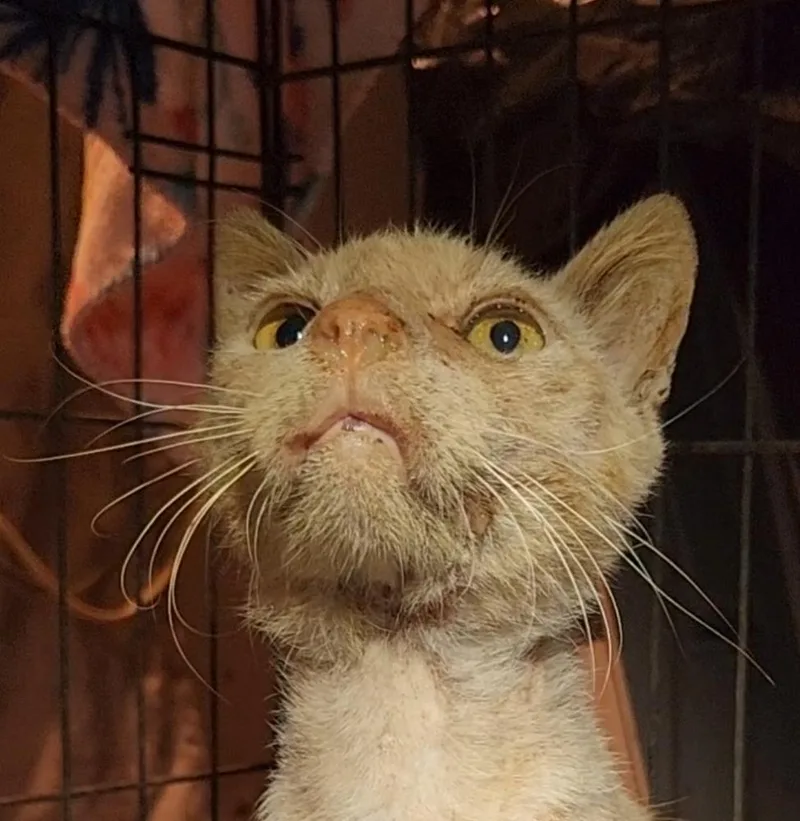 Monty Fka Pumpkin thumbnail 4