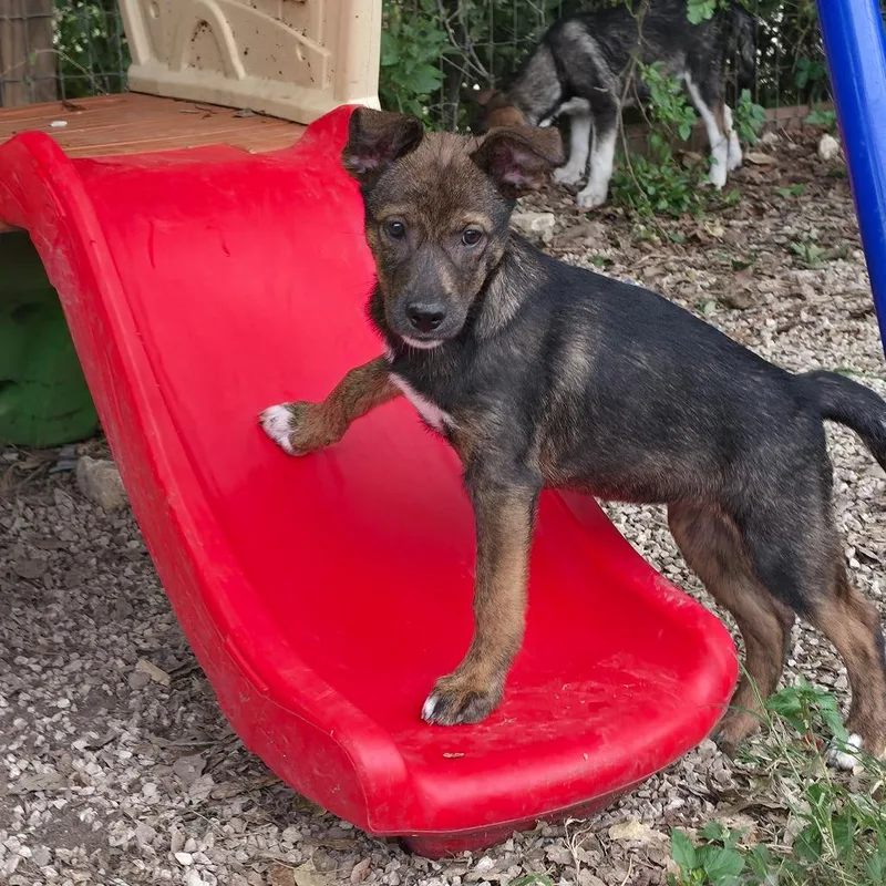 A baby medium-sized female Husky dog named Briar AL for adoption in Austin, TX