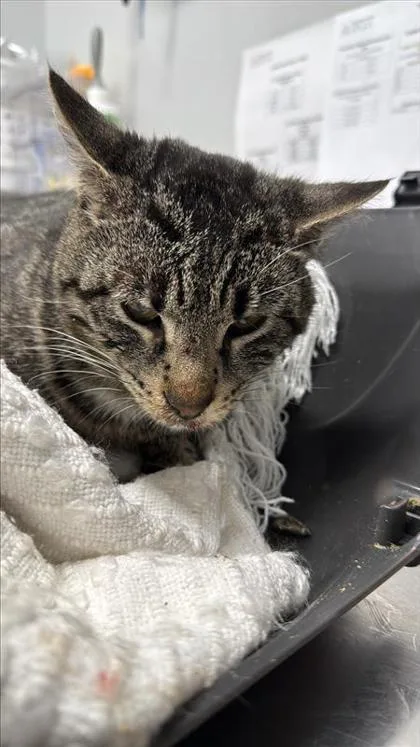 An adult small-sized male Domestic Short Hair cat named Stalk for adoption in West Chester, PA