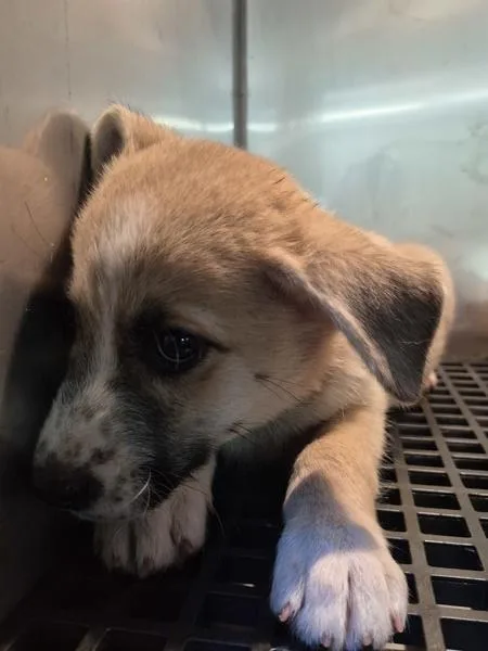 A baby small-sized male Terrier dog named Pen for adoption in Lawrenceville, GA