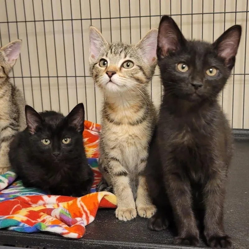 A baby small-sized male Brown / Chocolate Domestic Short Hair cat named Batty for adoption in Milan, IL