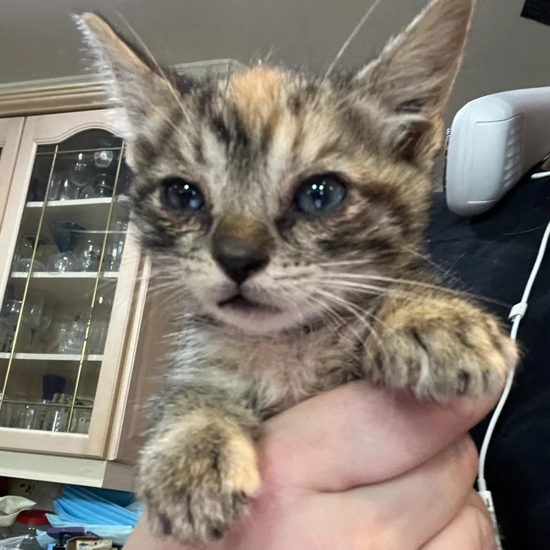 A baby small-sized female Torbie Domestic Short Hair cat named Brooklyn for adoption in Waldorf, MD