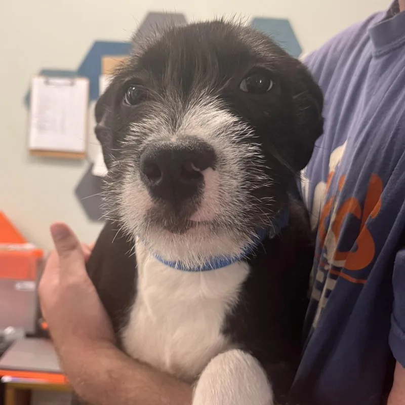 A baby medium-sized male Terrier dog named Willie for adoption in Cumming, GA