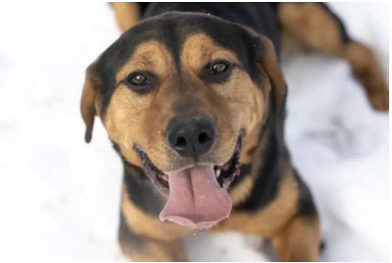 An adult large-sized male Black Labrador Retriever dog named Pork Chop for adoption in Terre Haute, IN
