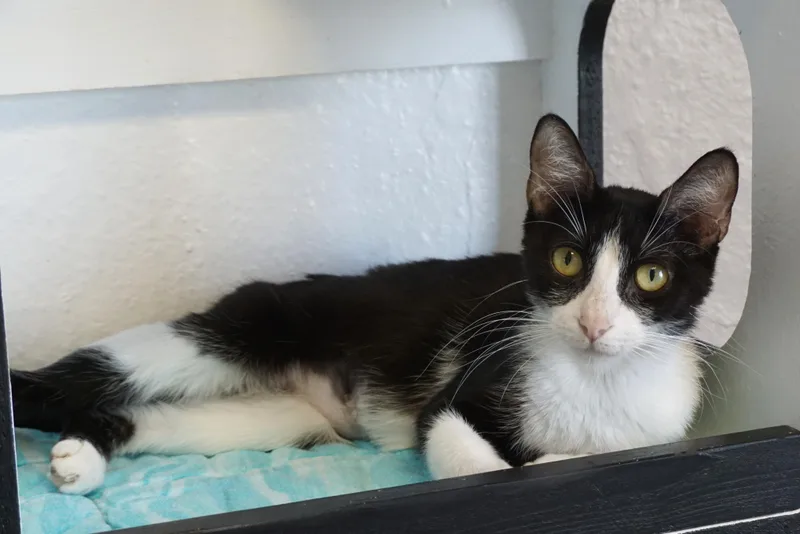 An adult medium-sized female Domestic Short Hair cat named Bonbon Ii for adoption in Fountain Hills, AZ