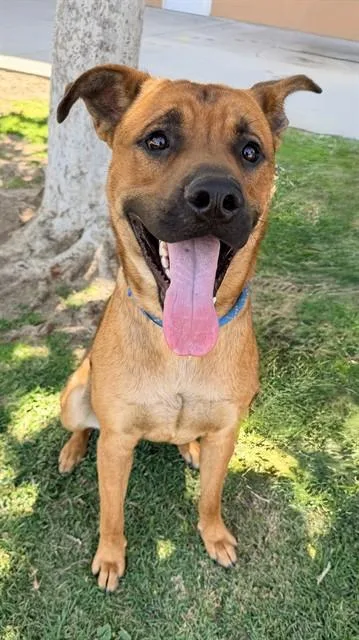 A young medium-sized male Rhodesian Ridgeback dog named Hank for adoption in Riverside, CA