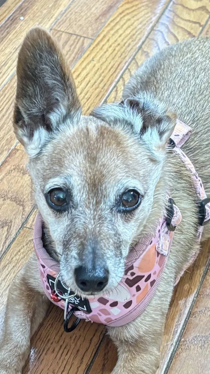 A senior small-sized female Apricot / Beige Jack Russell Terrier dog named Lady Nelson for adoption in Rockville, MD