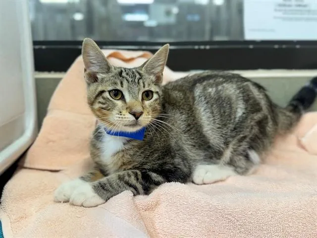A young small-sized male Domestic Short Hair cat named A for adoption in Moreno Valley, CA