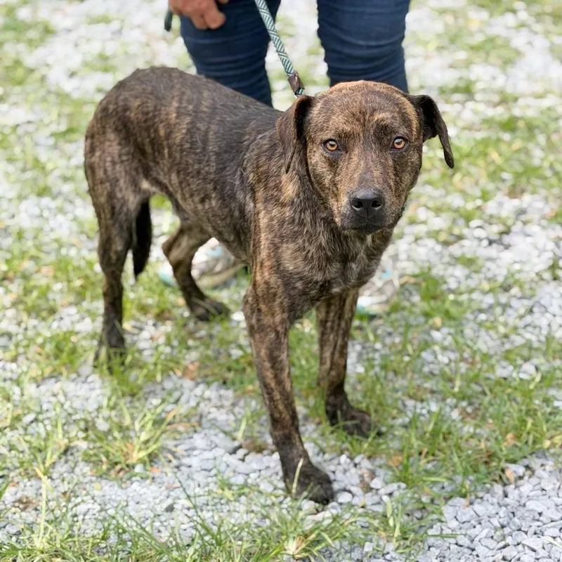 An adult medium-sized male Brindle Hound dog named Jax for adoption in Washington, DC