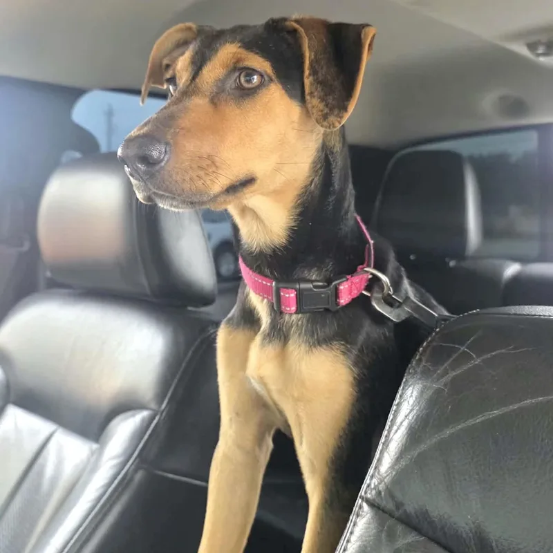 A young medium-sized female Tricolor (Brown, Black, & White) Retriever dog named Zoey for adoption in Conroe, TX