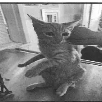 A baby medium-sized male Domestic Short Hair cat named Little Boy Blue for adoption in Los Angeles, CA