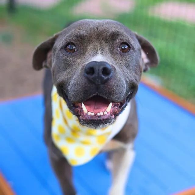 An adult medium-sized female American Staffordshire Terrier dog named Misty for adoption in San Antonio, TX