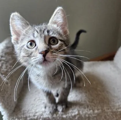 A baby small-sized male Domestic Short Hair cat named Brownie for adoption in Verona, WI