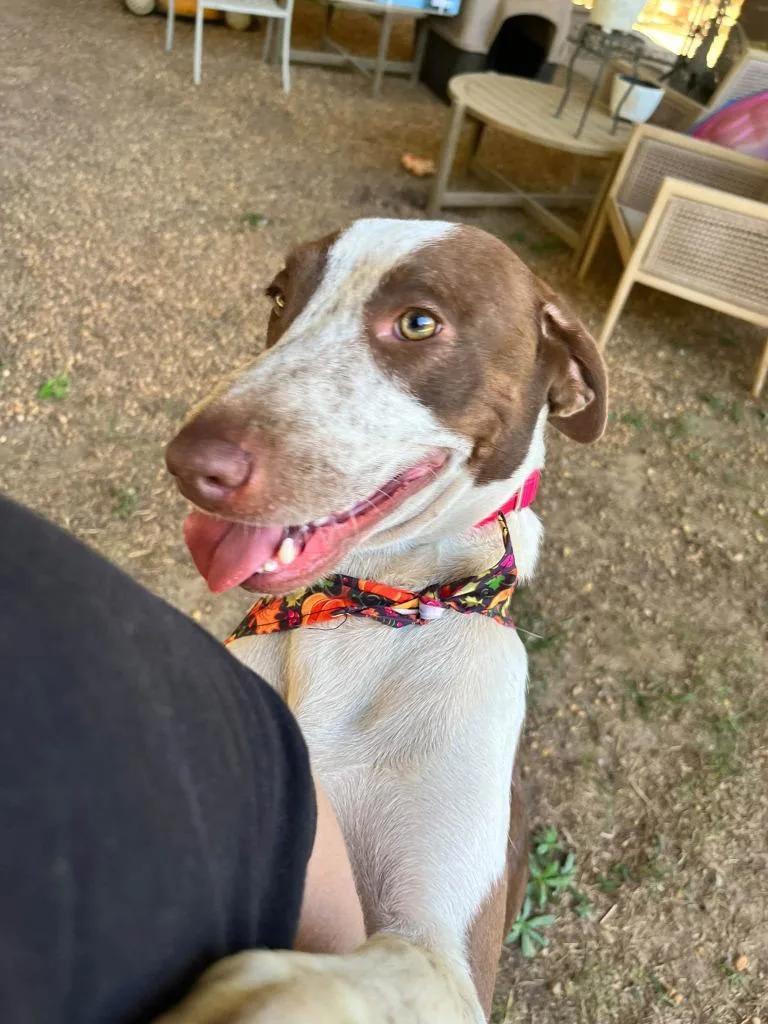 A young large-sized female Mixed Breed dog named Cinnamon for adoption in Fond Du Lac, WI