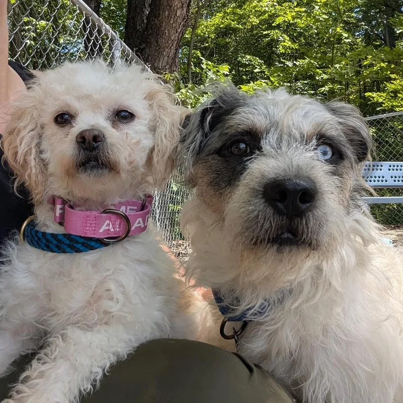 An adult small-sized female White / Cream Mixed Breed dog named Luna for adoption in West Olive, MI