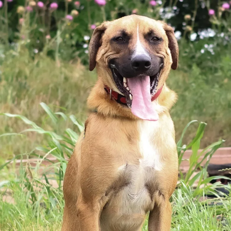 A young large-sized male Tricolor (Brown, Black, & White) Shepherd dog named Bean for adoption in Justin, TX