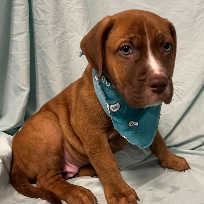 Michelangelo thumbnail 2