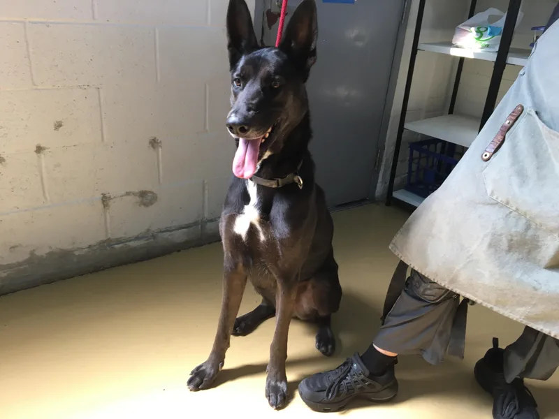 An adult large-sized male Bicolor Shepherd dog named Hudson for adoption in Emeryville, CA