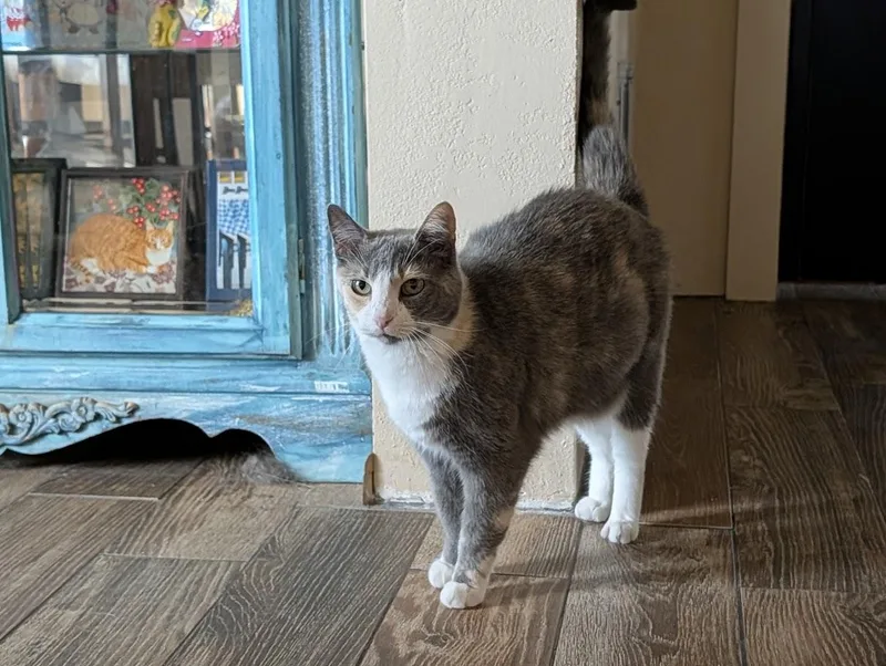 An adult medium-sized female Dilute Calico Domestic Short Hair cat named Sophie for adoption in Sonoita, AZ