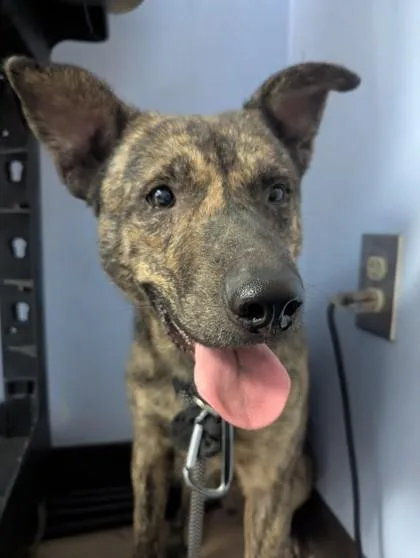 An adult medium-sized female Mixed Breed dog named Helen for adoption in Chamblee, GA
