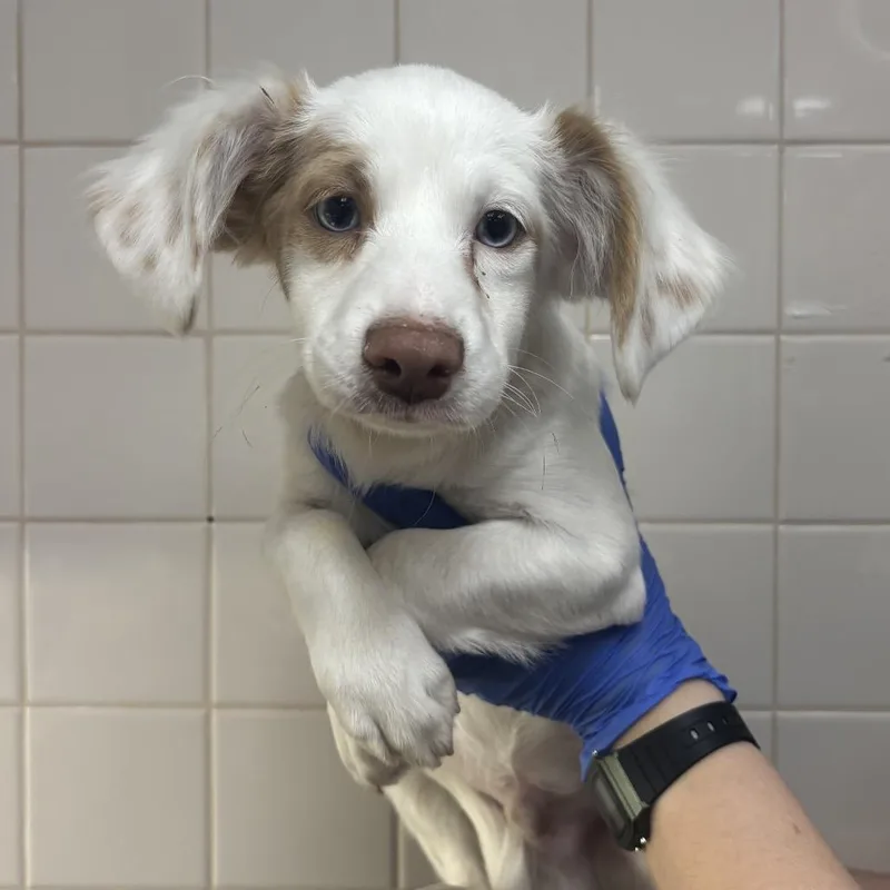 A baby small-sized male Dachshund dog named Starburst for adoption in Mission Hills, CA