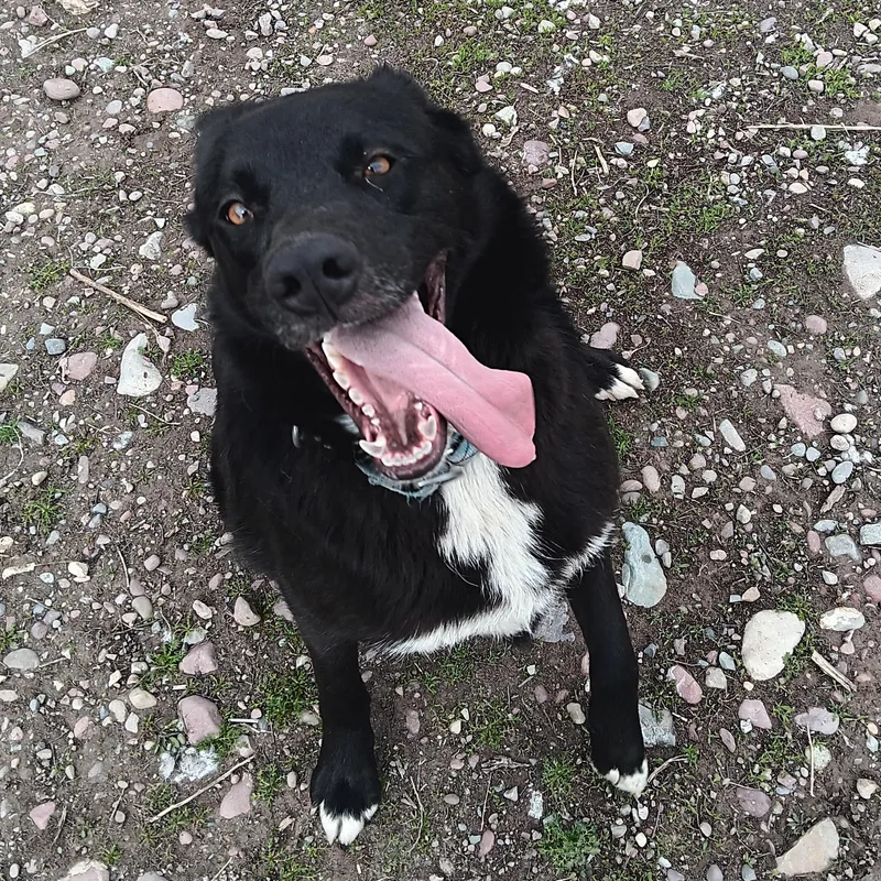 An adult medium-sized male Black Border Collie dog named Tux for adoption in Polson, MT