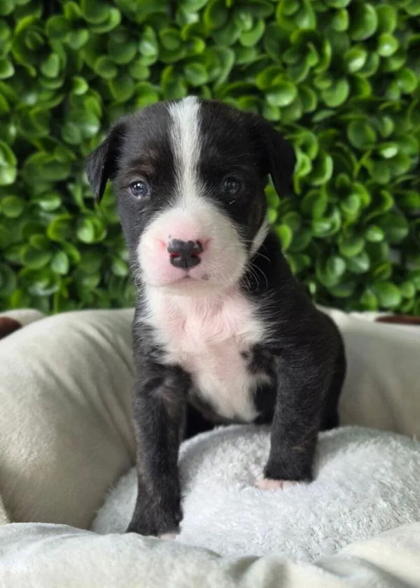 A baby small-sized male Pit Bull Terrier dog named Spencer for adoption in Novato, CA