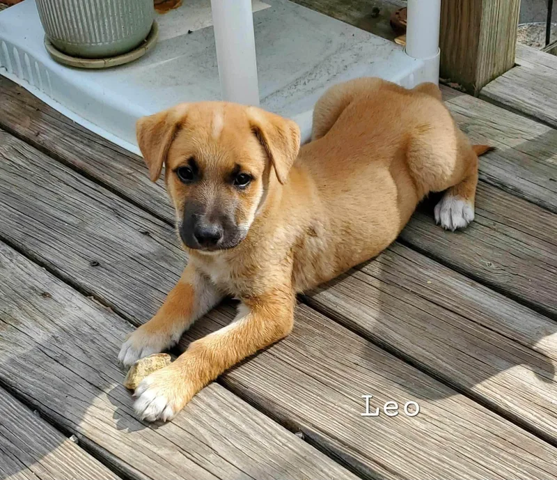 Leo