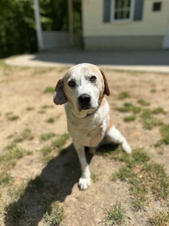 An adult medium-sized male Red / Chestnut / Orange English Coonhound dog named Hector for adoption in Prince Frederick, MD