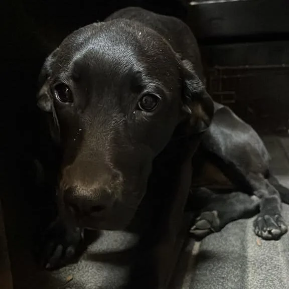 A baby medium-sized female Black Mixed Breed dog named Espresso for adoption in Gadsden, AL
