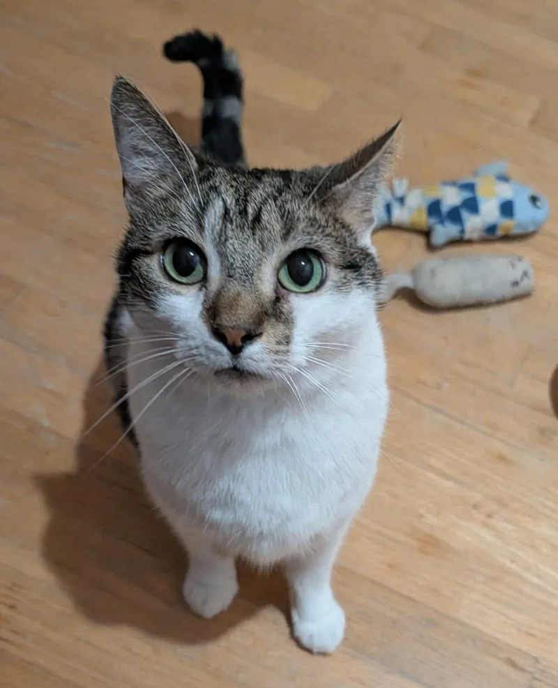 An adult medium-sized male Domestic Short Hair cat named Benji for adoption in Pittsboro, NC