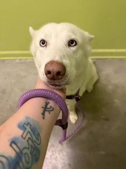 An adult large-sized female Husky dog named Freegirl for adoption in New Orleans, LA