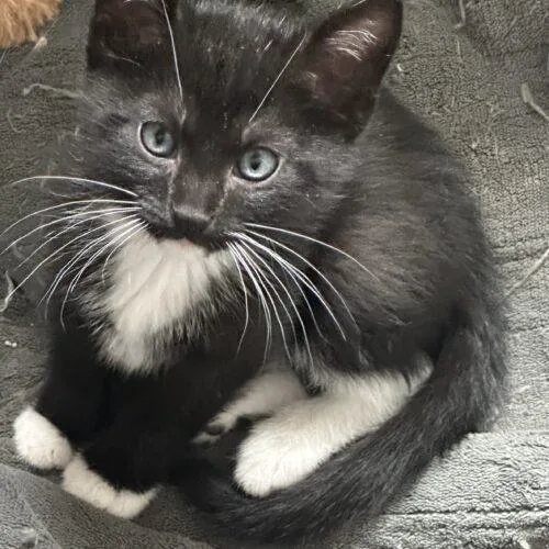 A baby small-sized male Domestic Short Hair cat named Victor for adoption in Kirksville, MO