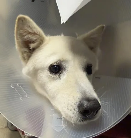 An adult medium-sized female Husky dog named Snow White for adoption in Riverside, CA