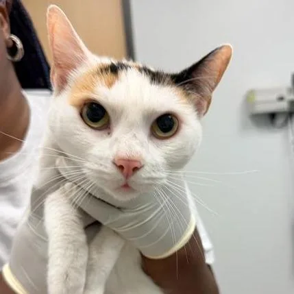 A senior medium-sized female Domestic Short Hair cat named Paulina for adoption in Jacksonville, FL
