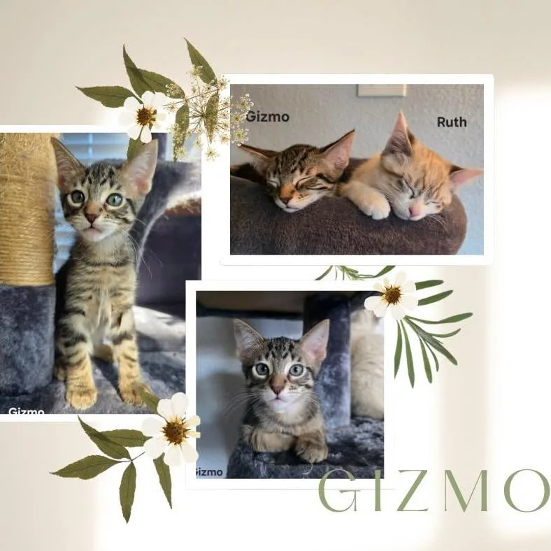 A baby small-sized male Brown / Chocolate Domestic Short Hair cat named Gizmo for adoption in Orangevale, CA