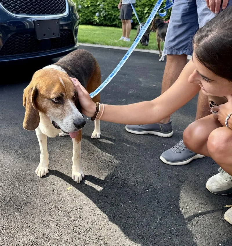 An adult large-sized male Tricolor (Brown, Black, & White) Beagle dog named Hobbs for adoption in Greenlawn, NY