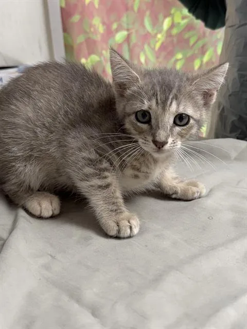 A baby small-sized female Domestic Short Hair cat named Fenty for adoption in San Antonio, TX