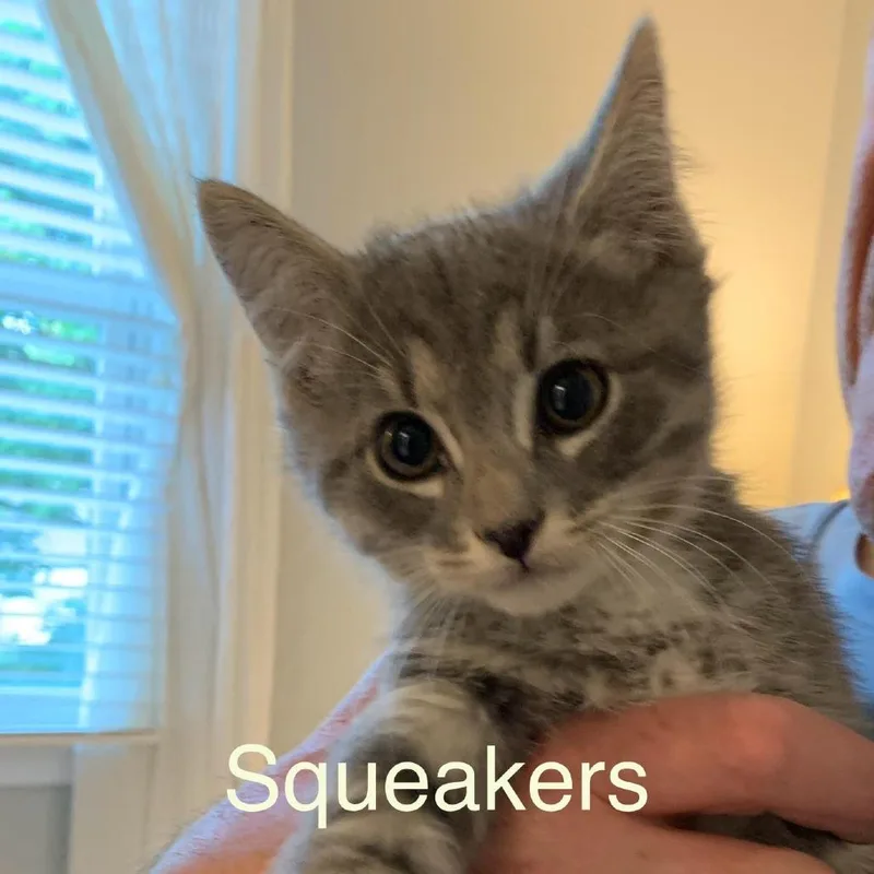 Squeakers
