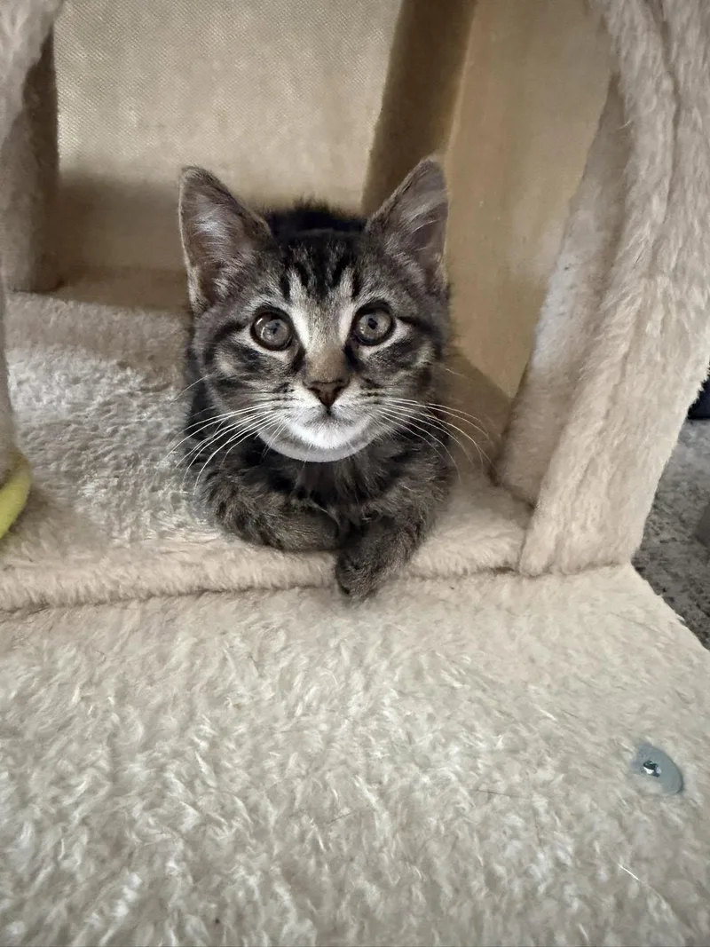 A baby medium-sized male Tabby (Gray / Blue / Silver) Tabby cat named Ivy Bee for adoption in Omaha, NE