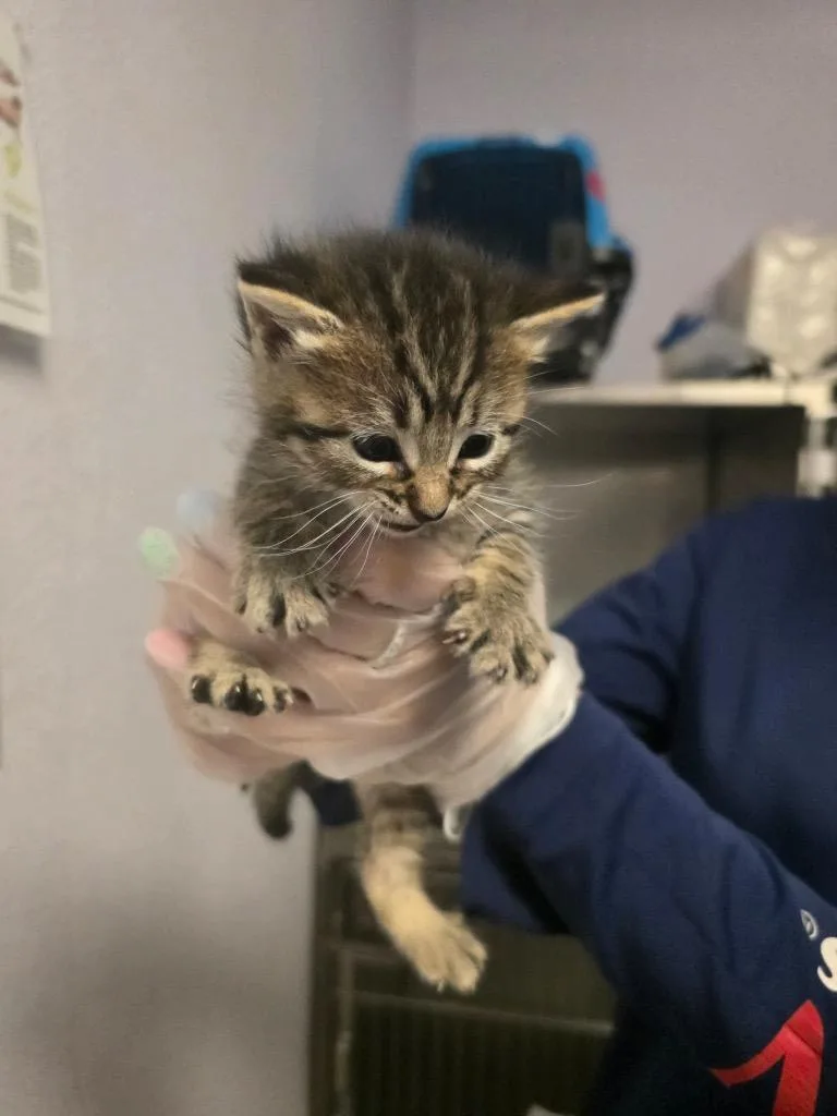 A baby small-sized female Domestic Short Hair cat named Bentley for adoption in New Braunfels, TX